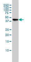 1 - TSC22D4 Antibody (monoclonal) (M06) AT4375a
