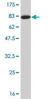 1 - TSC22D4 Antibody (monoclonal) (M07) AT4376a