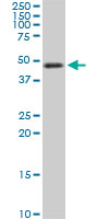 1 - TSC22D4 Antibody (monoclonal) (M07) AT4376a