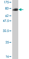 1 - TSC22D4 Antibody (monoclonal) (M08) AT4377a