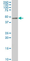 1 - TSC22D4 Antibody (monoclonal) (M08) AT4377a