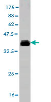 1 - TSPAN32 Antibody (monoclonal) (M02) AT4380a
