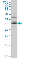 1 - TSPAN32 Antibody (monoclonal) (M02) AT4380a