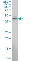 1 - TSSC1 Antibody (monoclonal) (M01) AT4382a