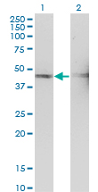 1 - TSSC1 Antibody (monoclonal) (M01) AT4382a