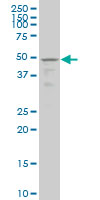1 - TSSK1 Antibody (monoclonal) (M02) AT4384a