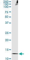 5 - TXN Antibody (monoclonal) (M01) AT4414a