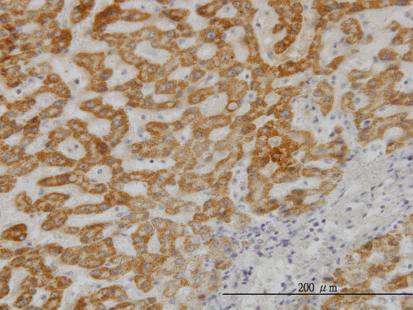 2 - UBE2G2 Antibody (monoclonal) (M01) AT4436a