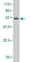 1 - UBE2G2 Antibody (monoclonal) (M01) AT4436a