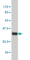 1 - UBL3 Antibody (monoclonal) (M05) AT4447a