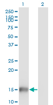 1 - UBL3 Antibody (monoclonal) (M05) AT4447a