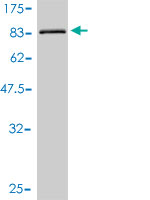1 - ULK4 Antibody (monoclonal) (M01) AT4466a