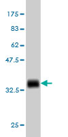 1 - USP31 Antibody (monoclonal) (M01) AT4486a