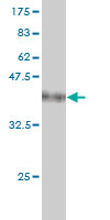 1 - USP48 Antibody (monoclonal) (M01) AT4494a