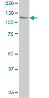 1 - USP48 Antibody (monoclonal) (M01) AT4494a
