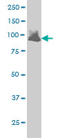 1 - VAV1 Antibody (monoclonal) (M01) AT4502a