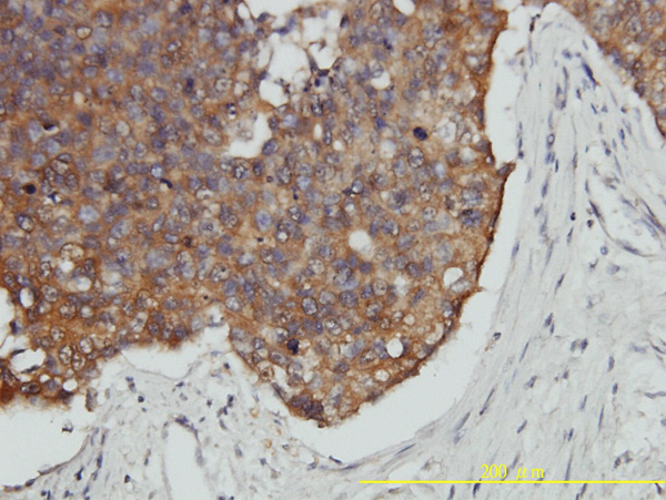 2 - VBP1 Antibody (monoclonal) (M01) AT4504a