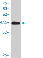 1 - VBP1 Antibody (monoclonal) (M01) AT4504a