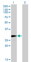 1 - VGLL1 Antibody (monoclonal) (M01) AT4510a