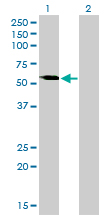 1 - VRK2 Antibody (monoclonal) (M01) AT4522a