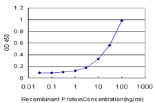 10 - VRK2 Antibody (monoclonal) (M01) AT4522a