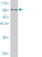 1 - WDR20 Antibody (monoclonal) (M02) AT4530a