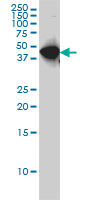 1 - WDR4 Antibody (monoclonal) (M01) AT4531a