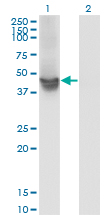 1 - WDR4 Antibody (monoclonal) (M01) AT4531a