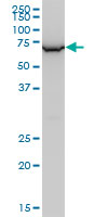 1 - WDR79 Antibody (monoclonal) (M04) AT4537a