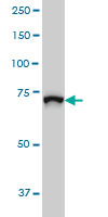 1 - ZBED1 Antibody (monoclonal) (M01) AT4568a