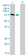 1 - ZBED1 Antibody (monoclonal) (M01) AT4568a
