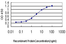 10 - ZHX1 Antibody (monoclonal) (M01) AT4576a