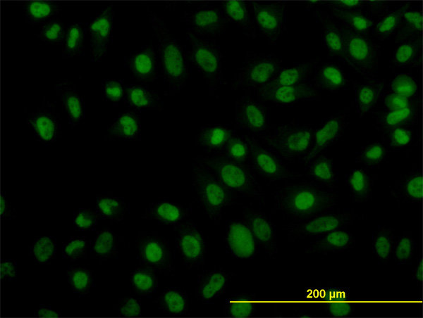 3 - ZNF143 Antibody (monoclonal) (M01) AT4590a