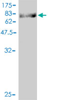 1 - ZNF143 Antibody (monoclonal) (M01) AT4590a