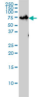 1 - ZNF143 Antibody (monoclonal) (M01) AT4590a