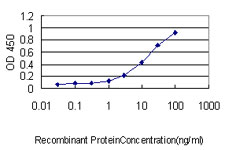 10 - ZNF143 Antibody (monoclonal) (M02) AT4591a