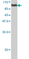 1 - ZNF143 Antibody (monoclonal) (M02) AT4591a