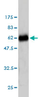 1 - ZNF174 Antibody (monoclonal) (M01) AT4592a