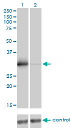1 - ZNF174 Antibody (monoclonal) (M01) AT4592a