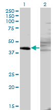 1 - ZNF193 Antibody (monoclonal) (M06) AT4595a