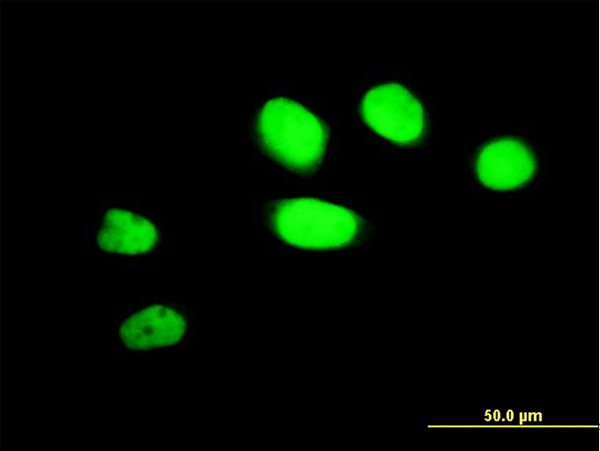3 - ZNF207 Antibody (monoclonal) (M01) AT4597a