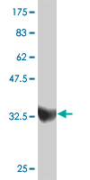 1 - ZNF207 Antibody (monoclonal) (M01) AT4597a