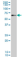 1 - ZNF207 Antibody (monoclonal) (M01) AT4597a