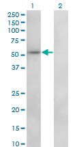 1 - ZNF207 Antibody (monoclonal) (M01) AT4597a