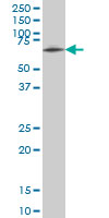 1 - ZNF207 Antibody (monoclonal) (M02) AT4598a