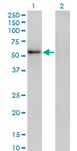 1 - ZNF207 Antibody (monoclonal) (M02) AT4598a
