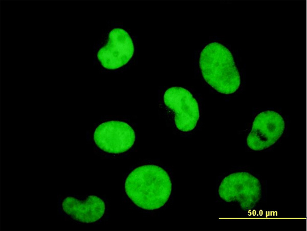 3 - ZNF207 Antibody (monoclonal) (M03) AT4599a