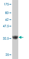 1 - ZNF207 Antibody (monoclonal) (M03) AT4599a