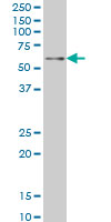 1 - ZNF207 Antibody (monoclonal) (M03) AT4599a