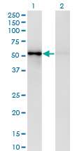 1 - ZNF207 Antibody (monoclonal) (M03) AT4599a